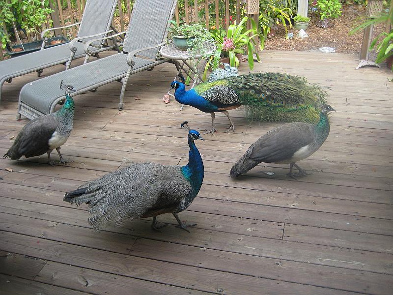 Picture 003